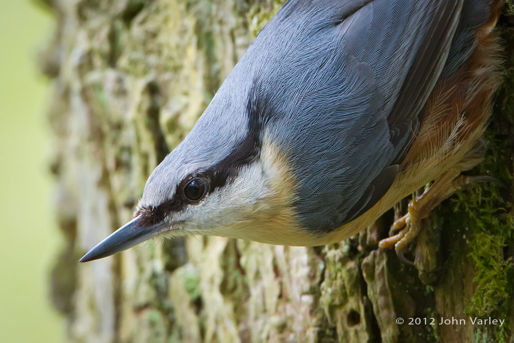 nuthatch_1000_6866.jpg