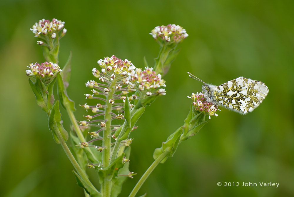orangetip_1000_1145.jpg