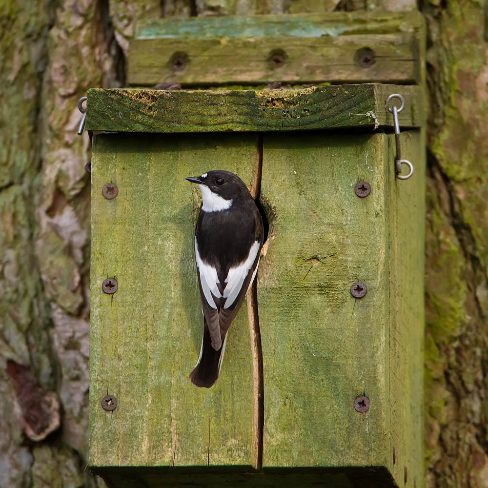 pied_flycatcher_1000_6644.jpg