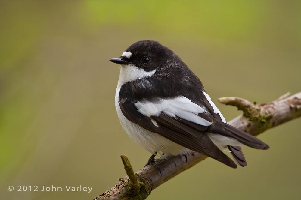 pied_flycatcher_1000_6744.jpg