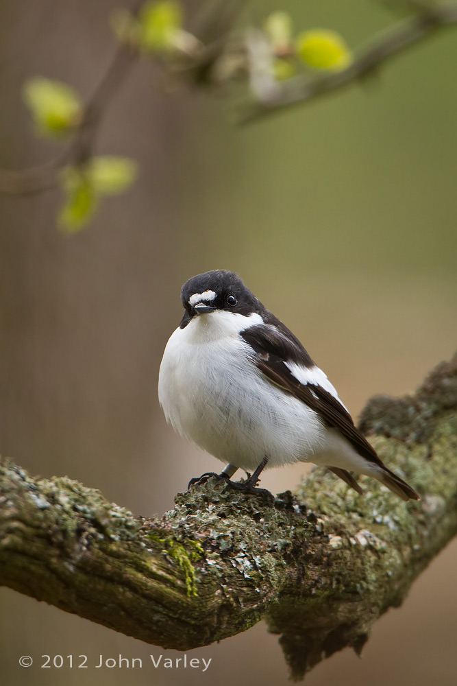 pied_flycatcher_1000_6751.jpg