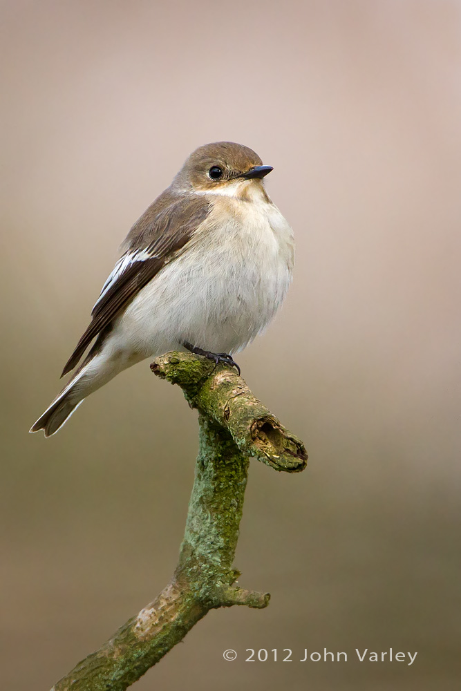 pied_flycatcher_f_1000_6649.jpg