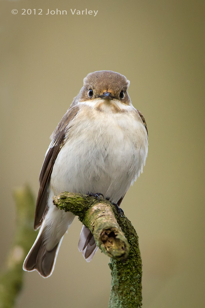 pied_flycatcher_f_1000_6673.jpg