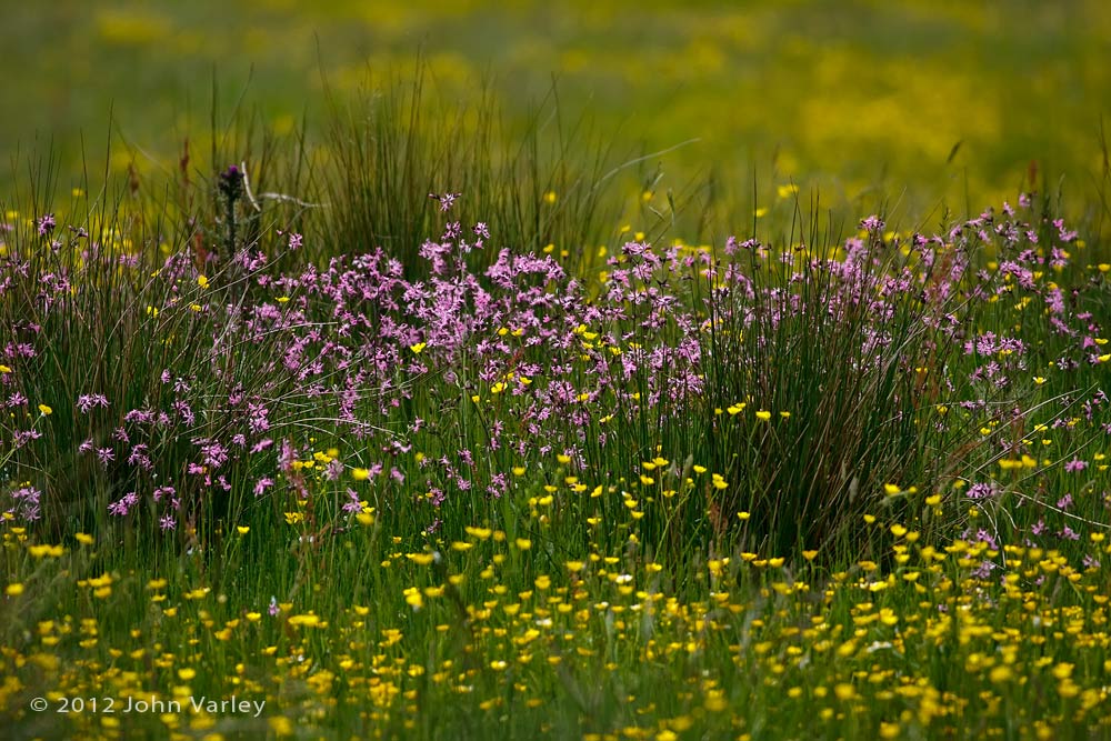 ragged_robin_1000_26004.jpg