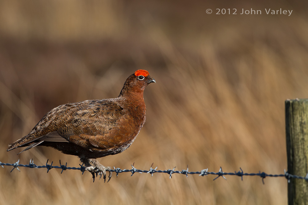 red_grouse_1000_6264.jpg