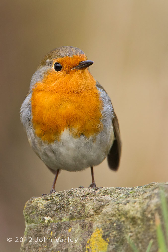 robin_1000_6028.jpg