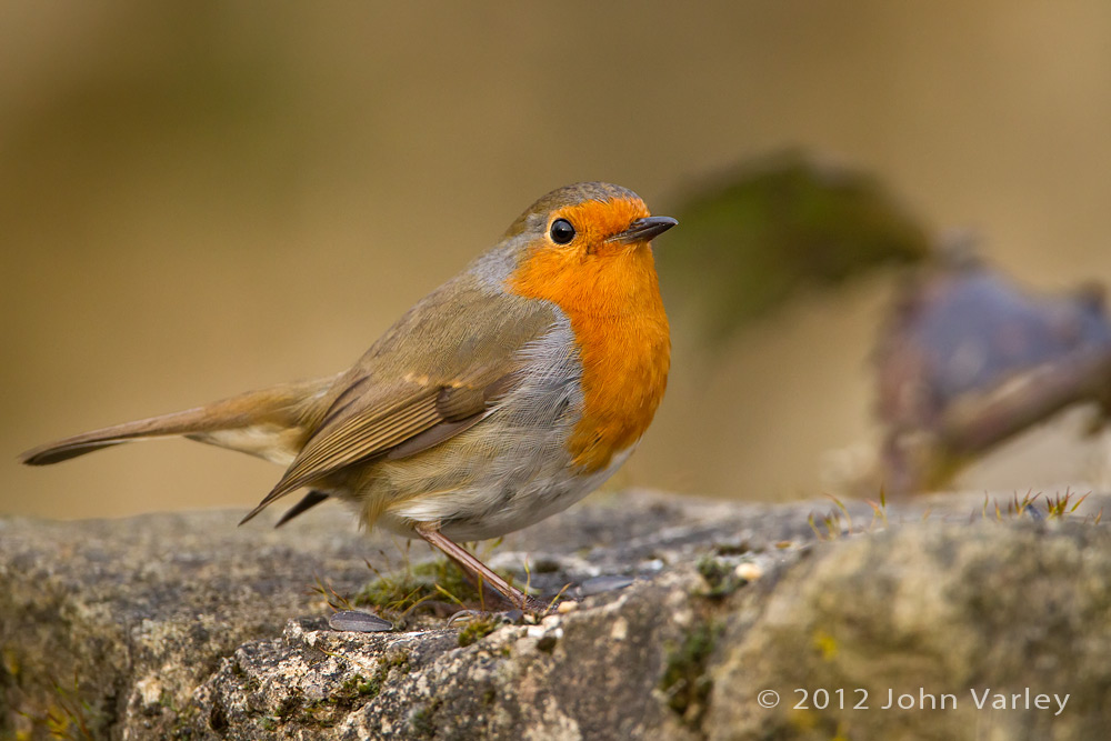 robin_1000_6030.jpg
