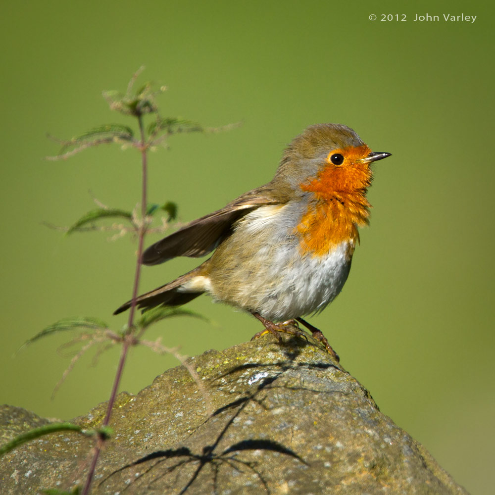 robin_1000_8197.jpg