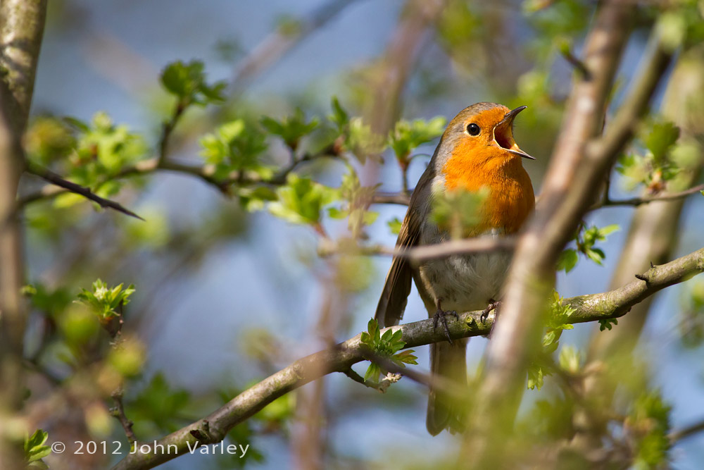 robin_singing_1000_6422.jpg
