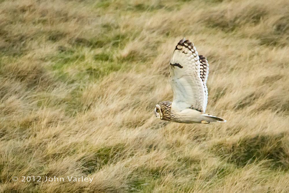 short_eared_owl_1000_5879.jpg