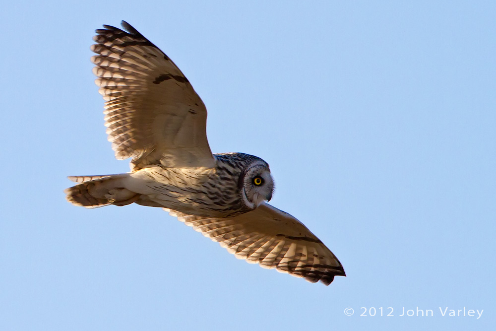 short_eared_owl_1000_6266.jpg