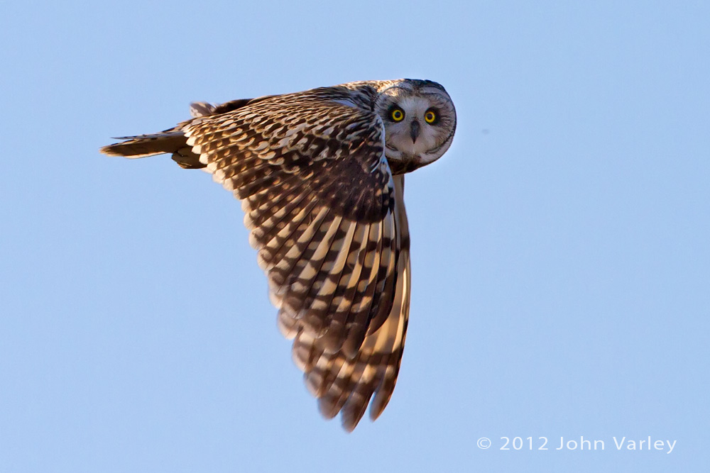 short_eared_owl_1000_6270.jpg