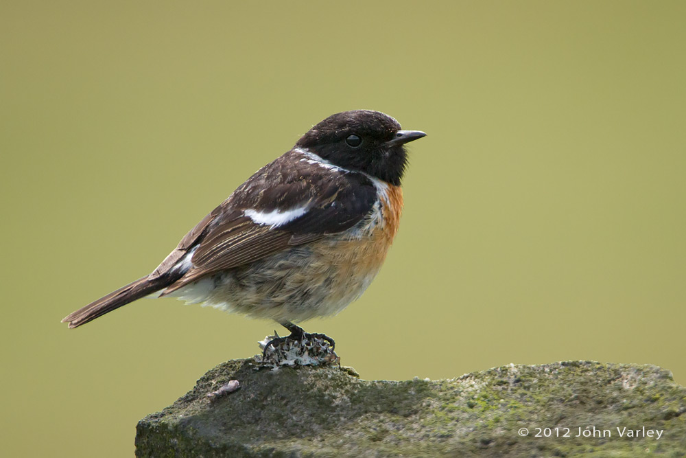 stonechat_1000_7822.jpg