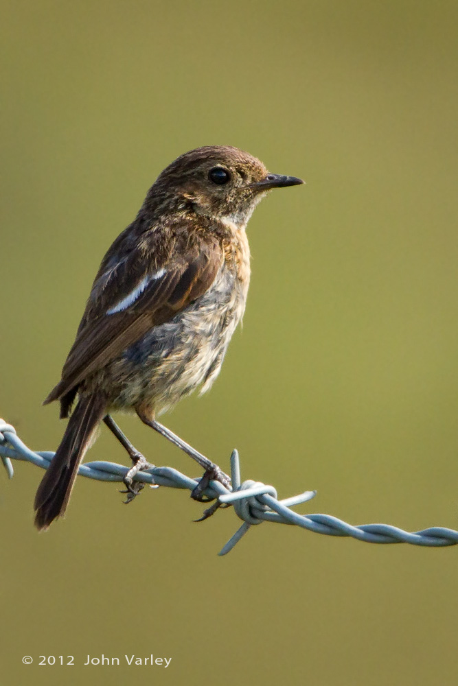 stonechat_1000_8080.jpg