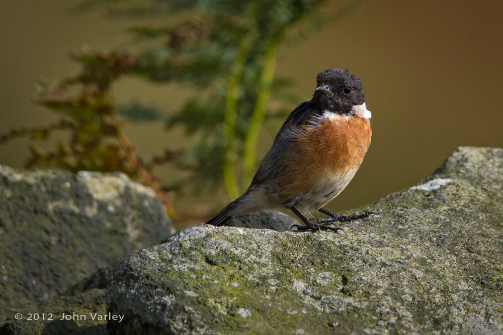 stonechat_1000_8160.jpg