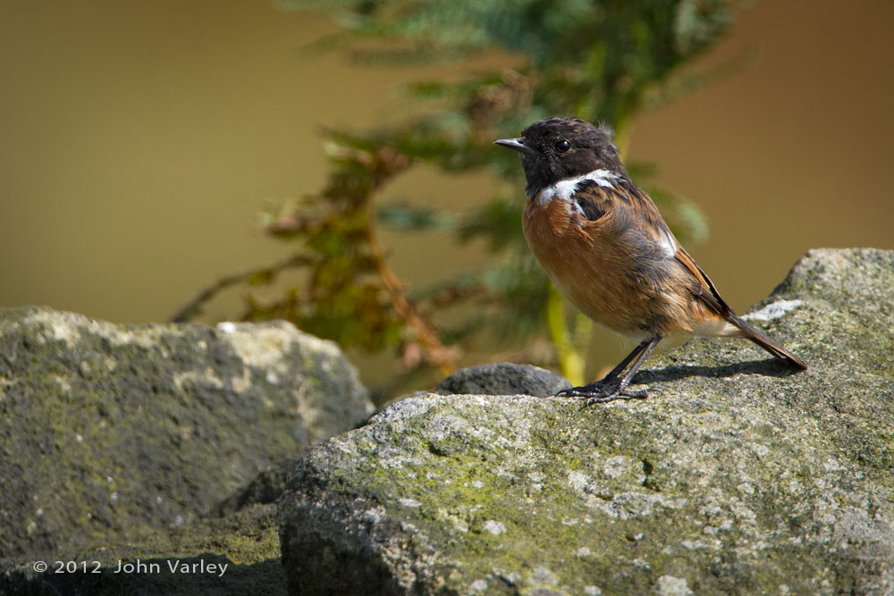stonechat_1000_8166.jpg