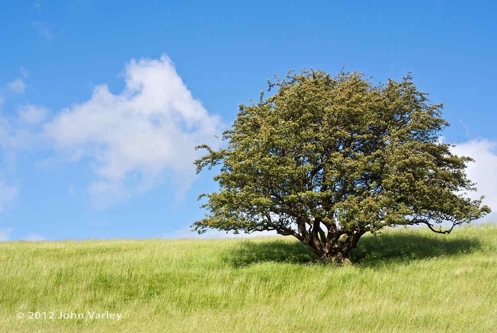 sunny_hillside_1000_1367.jpg