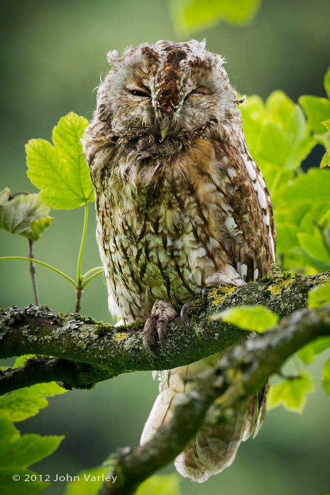 tawny_owl_1000_7902.jpg