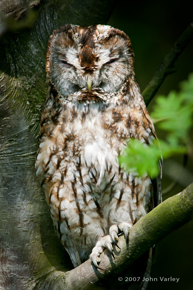 tawny_owl_1000_9696.jpg