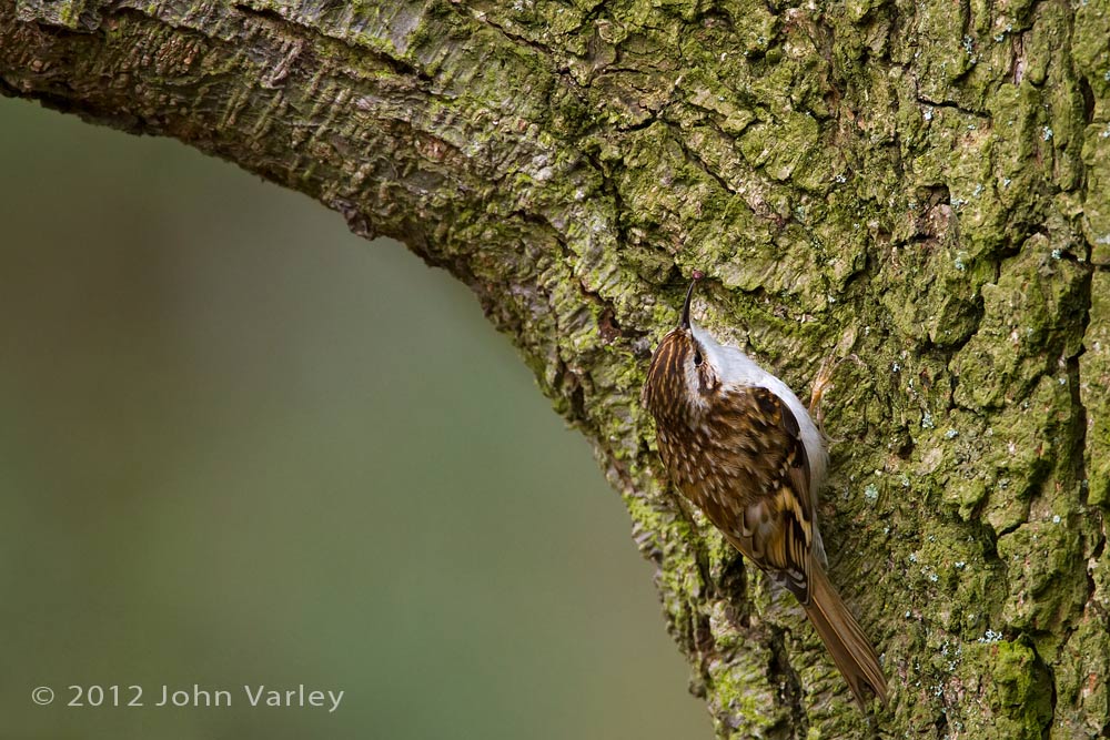 treecreeper_1000_6061.jpg