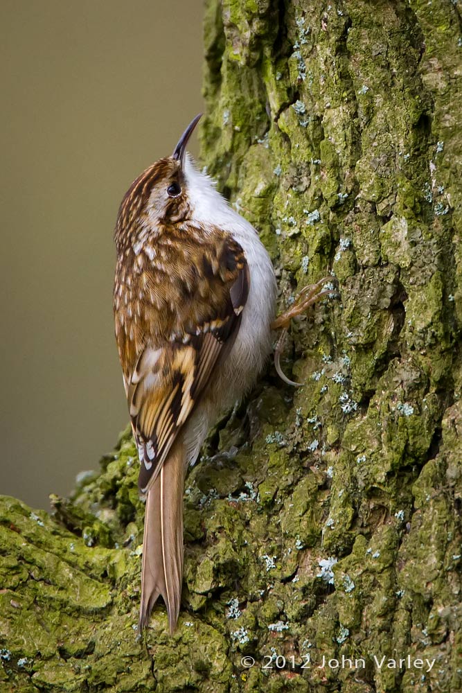 treecreeper_1000_6063.jpg