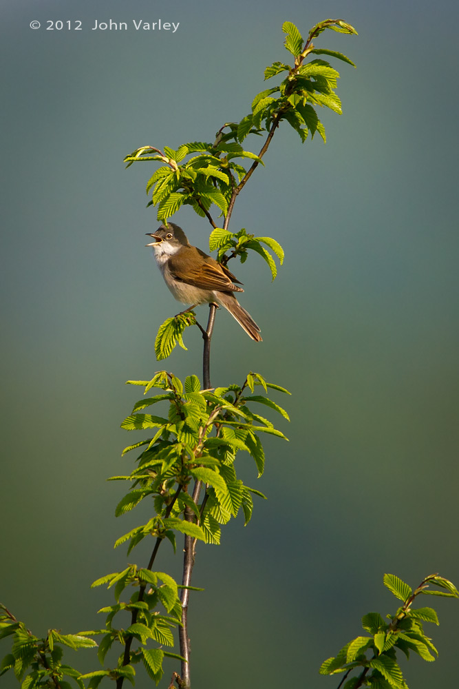 whitethroat_1000_7257.jpg