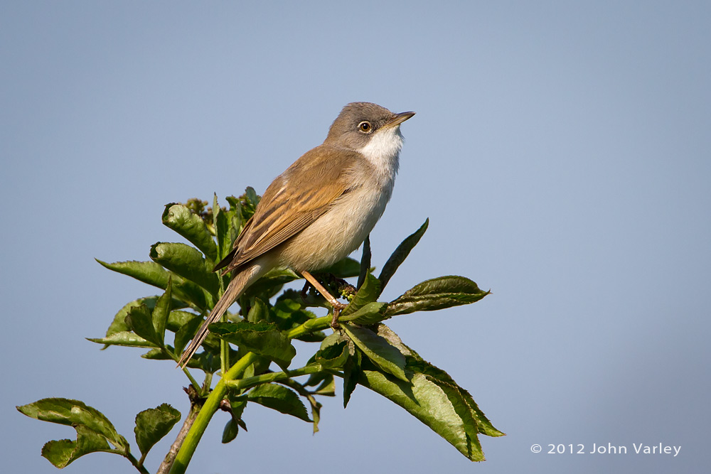 whitethroat_1000_7308.jpg