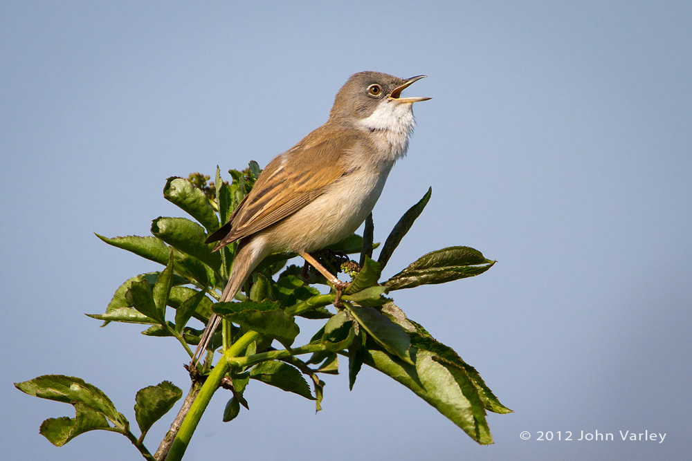 whitethroat_1000_7312.jpg