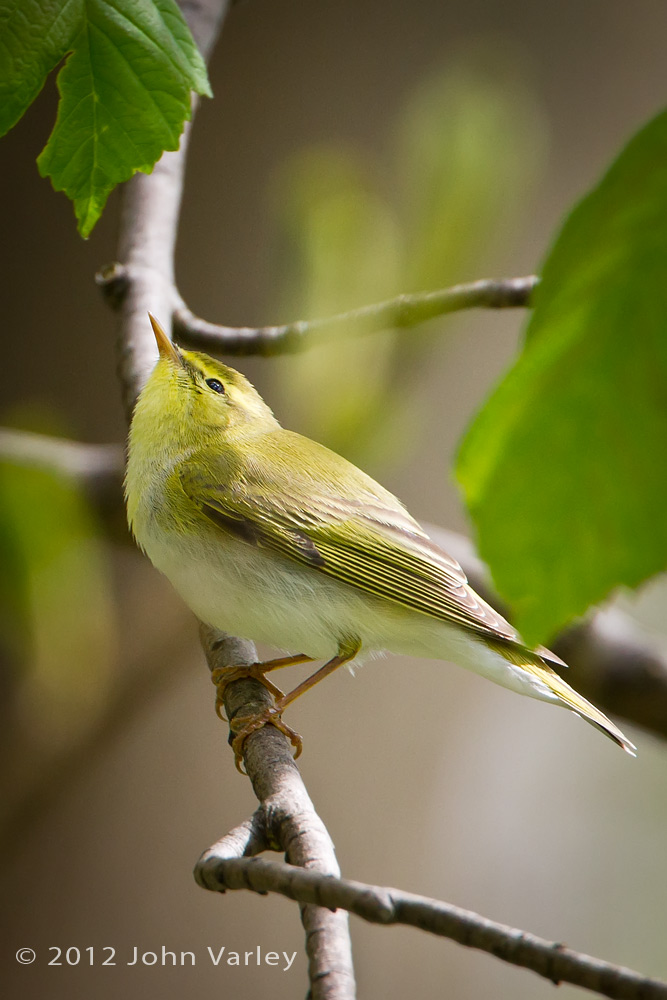 wood_warbler_1000_6890.jpg