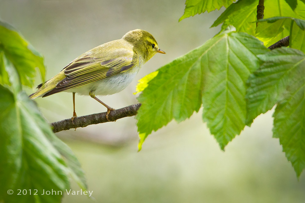 wood_warbler_1000_6900.jpg