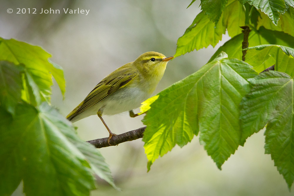 wood_warbler_1000_6903.jpg