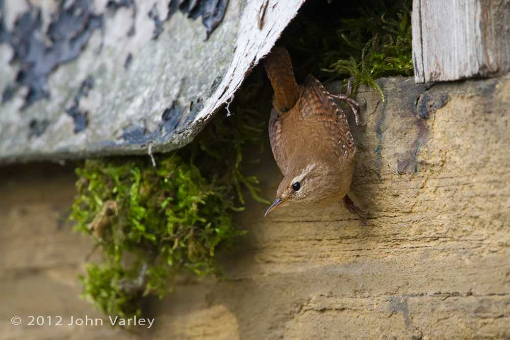 wren_1000_5899.jpg