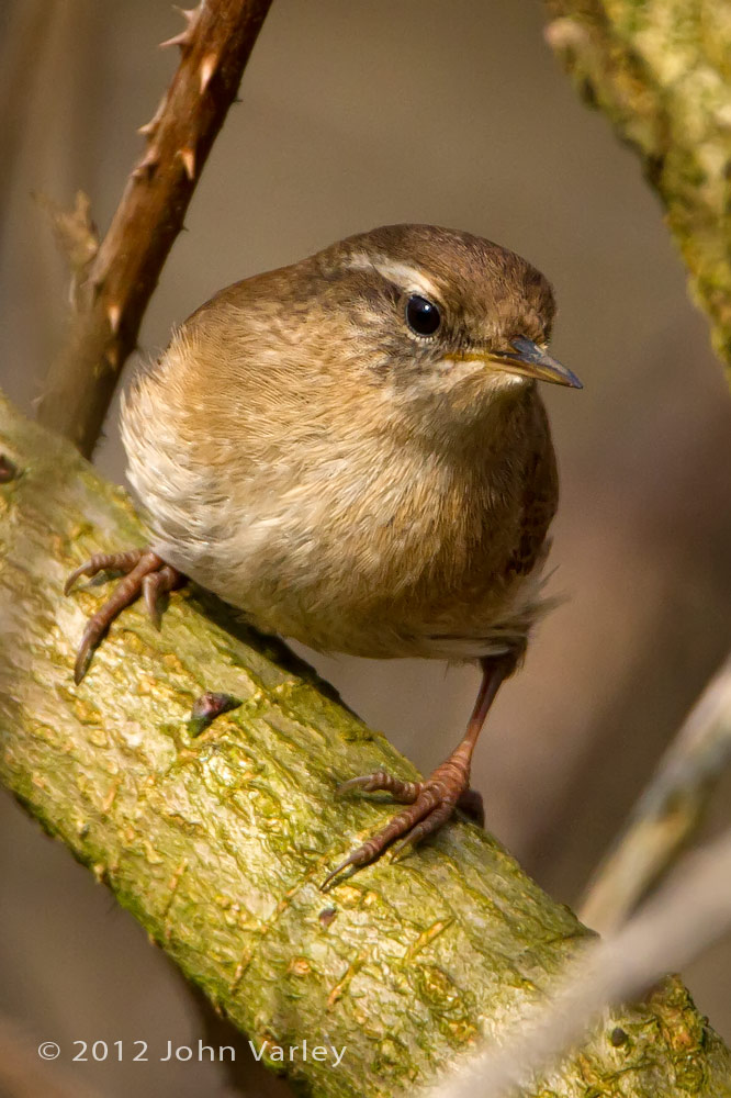 wren_1000_5960.jpg