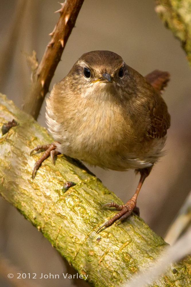 wren_1000_5961.jpg