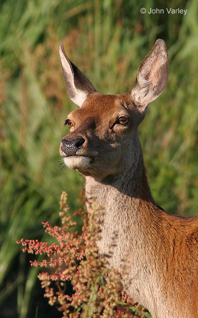 deer_3924.jpg