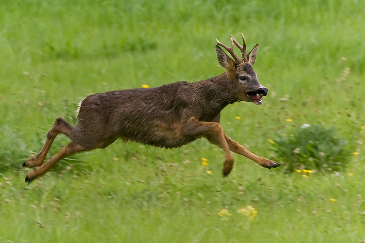 roedeer_720_6337.jpg