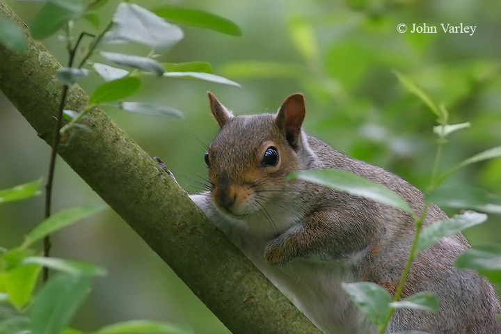 squirrel2_720_9069.jpg