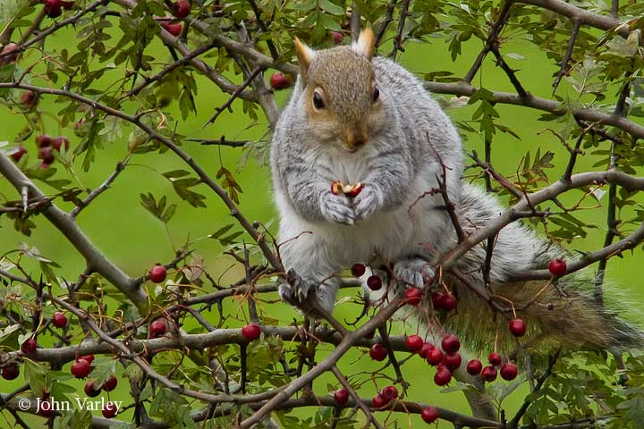 squirrel_720_5167.jpg