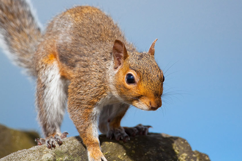 squirrel_850_4038.jpg