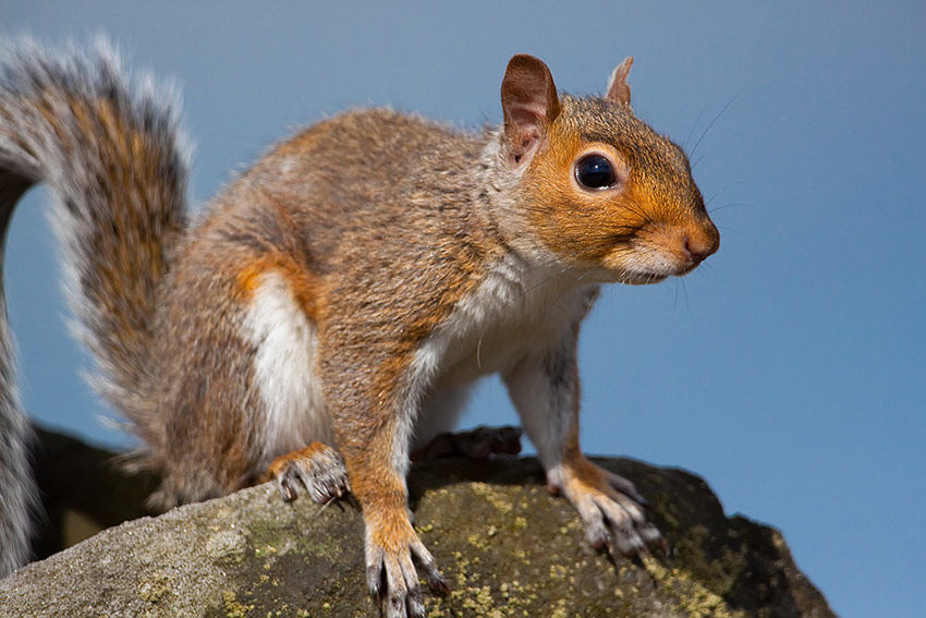 squirrel_850_4048.jpg