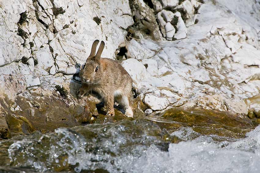 wetrabbit_850_20801.jpg