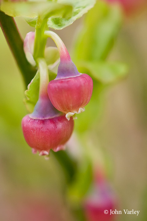 bilberry_720_21290.jpg