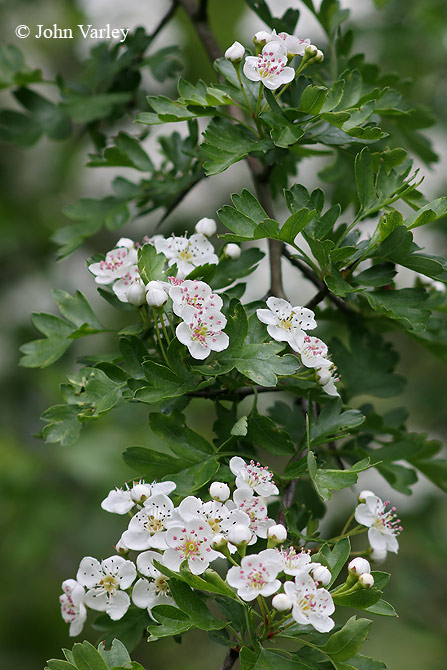 blossom_670_8473.jpg