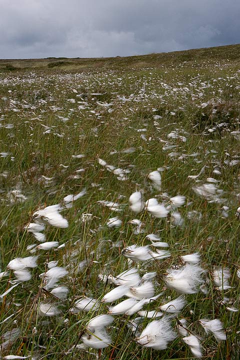 cottongrass_720_17833.jpg