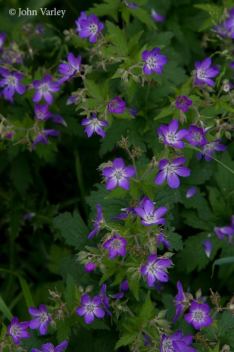 cranesbill_720_16756.jpg