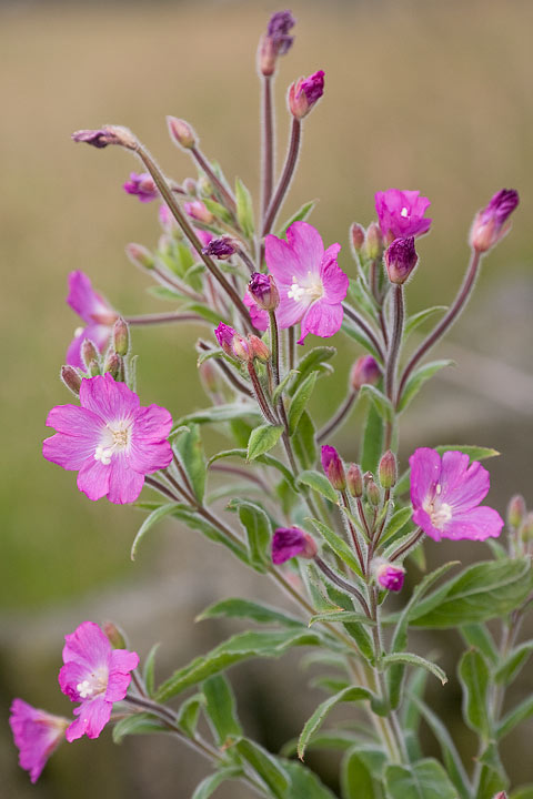 greatwillowherb_720_17991.jpg