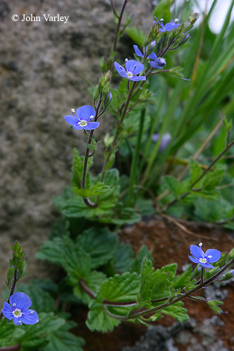 speedwell_700_8594.jpg