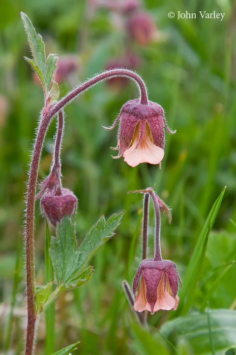 wateravens_720_21738.jpg