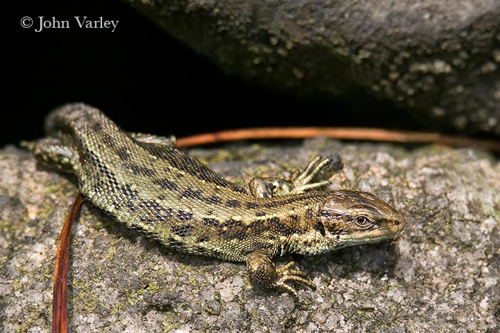 Lizard_720-2972.jpg