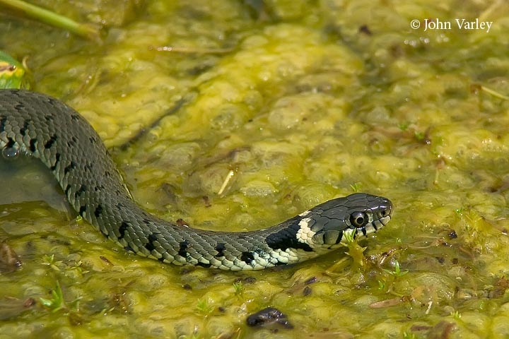 grasssnake_720_17493.jpg